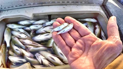 SECRETS For Catching LOADS Of White Perch!!! (SIMPLE and EASY)