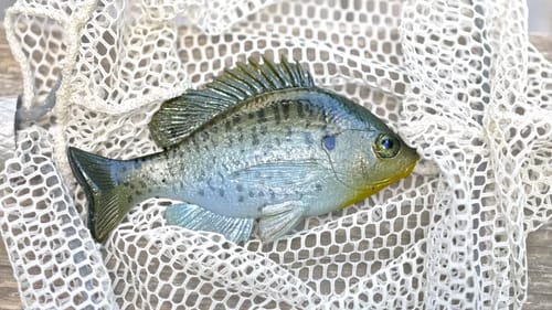 Most Realistic Swimbait Ever?