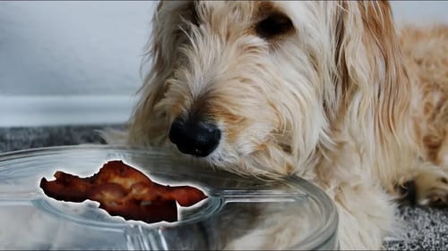 Testing Dogs Patience - Will He Eat The Bacon!? (Surprising)