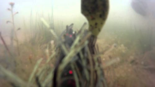 Bedding Bass Behavior