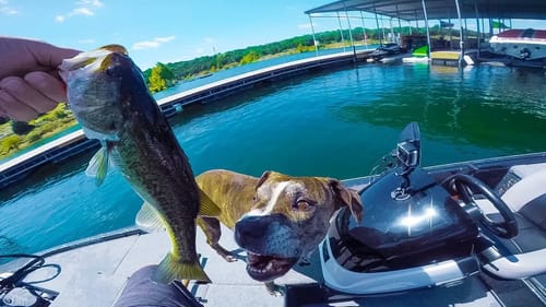 He's Never Seen A Fish Before + Baby Deer Rescue Update