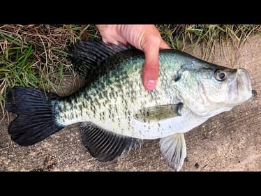 URBAN FLOOD FISHING!!  (BIG CRAPPIE)