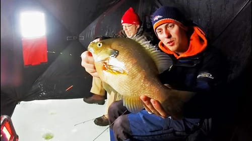 MASSIVE Bluegill Fishing! They Are Huge!
