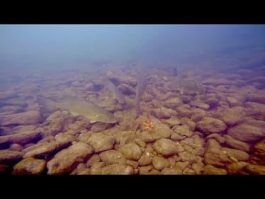 Aggressive Creek Fish ATTACK Live Crayfish UNDERWATER