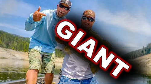 Swimbaits and Crankbaits For Giant Schooling Bass!