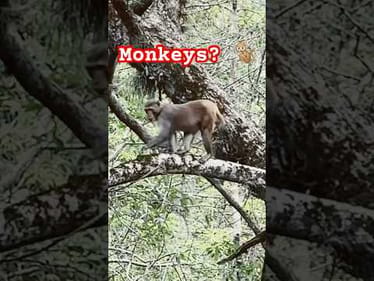 MONKEYS  in Florida??     Silver springs