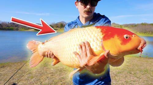 I Caught This GIANT KOI In A Tiny Pond Using Mexican Sweet Bread!