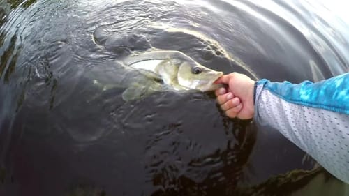 Snook Hammering Topwaters and Pulling Fish from Bridges