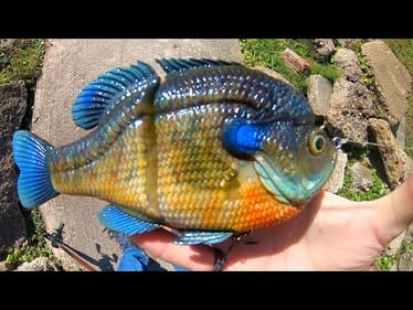 Fishing a BIG BLUEGILL SWIMBAIT for MONSTER BASS!