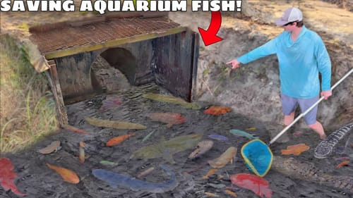 Saving Aquarium Fish From DESTROYED SPILLWAY!