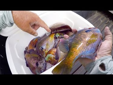 How To Catch Bucket Loads Of Bluegill For Dinner Right From The Bank