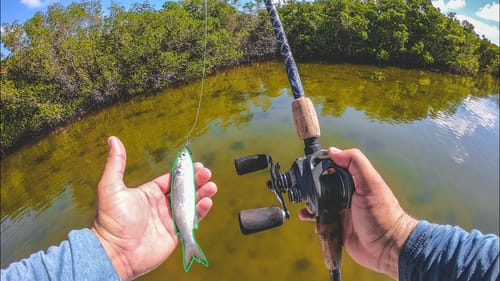 Sight Casting Big Fish with Live Finger Mullet on a Crystal Clear Flat