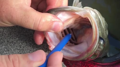 How to Fizz a Bass