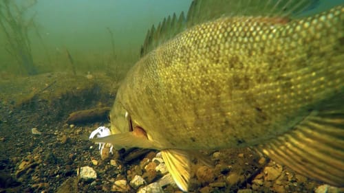 Awesome Underwater Smallmouth Bass Strikes! GoPro Hero5 Footage!