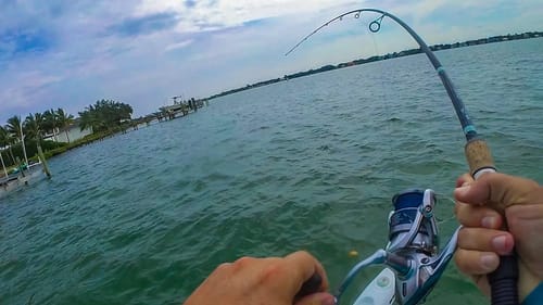 THESE SALTWATER FISH ARE INSANE!