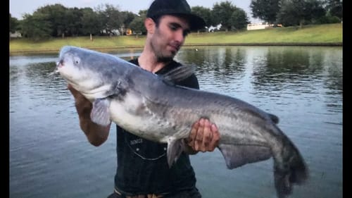 HUGE BLUE CATFISH out of a CITY POND!!!
