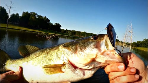 Summer Bass Fishing Road Trip - Toad Hunting Day 1