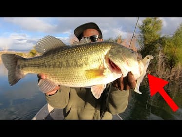 Is This The Best Japanese Soft Swimbait On The Market?!