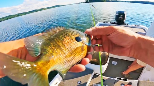 Fishing For BIG BLUEGILL On Beds in the Summer! (Ultralight Gear)