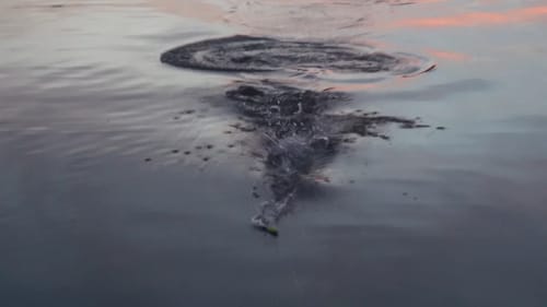 Insane Topwater Eats