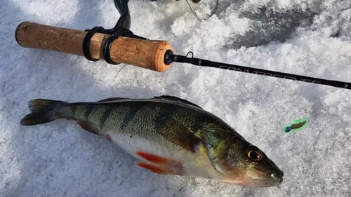 Catching Perch on Tiny Plastic Baits!