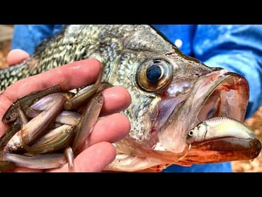 Catch Crappie Easy From The Bank! Simple Minnow & Bobber Setup Crappie Can't Resist