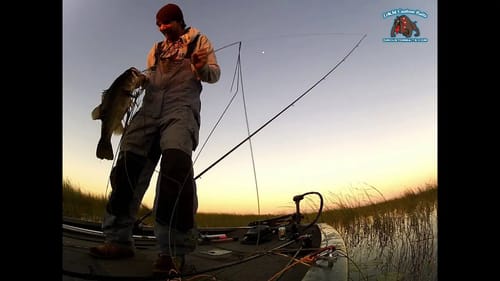 D&M Custom Baits Buzz Saw 7 Pounder on Lake Okeechobee