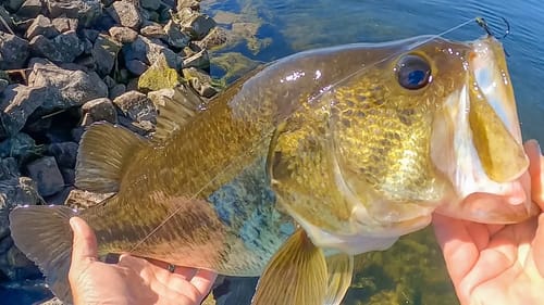 We Got STUCK! Caught Almost 30 LBS!!! Swimbaits, Creature Baits, and Senko!