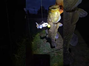 Who else loves topwater action and braid whine?