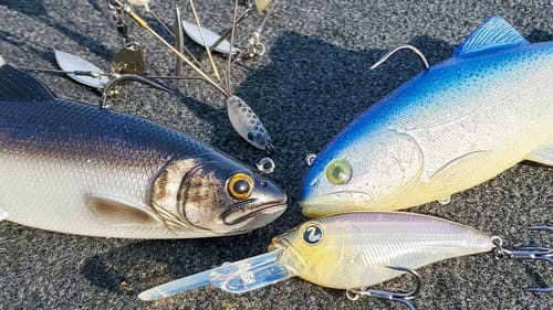 HOW TO CATCH THE BIGGEST FISH OF YOUR LIFE RIGHT NOW!