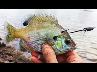 FARM POND MONSTER CAUGHT on THIS BAIT!!