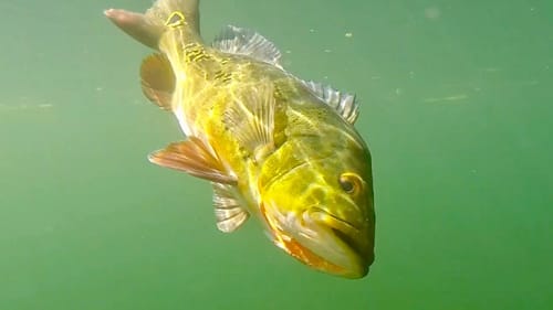 GIANT Clear Water Peacock Bass -- Florida Fishing (Going Ike S2 - Teaser)