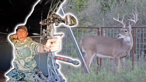 HOGS RUNNING OFF BUCKS! Archery Ground Blind Hunt
