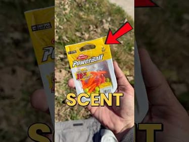 Does Scented Bait REALLY Catch BIGGER Fish? #fishing #fishingvideos #trout