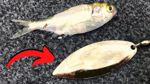 Did Anglers STOP Fishing SPINNERBAITS Like This?! (Summer Spinnerbaits)