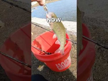 How to Catch Rainbow Trout in Texas with Texas Parks and Wildlife Program #fishing #texas