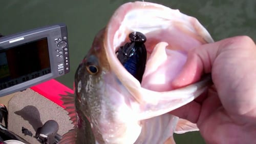 Big Bass on Jigs. Bass Fishing at Dreamstrike Lake.