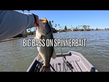 CAST TO CATCH: BIG BASS ON SPINNERBAIT #shorts #fishing