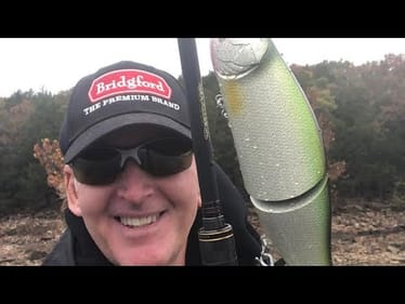 5 Things You May Not Know About June Bass Behavior And Movements