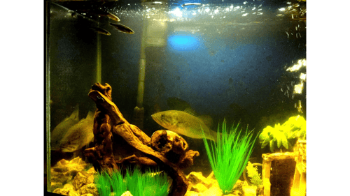 Feeding Our Two Pet Bass - Bonnie and Clyde