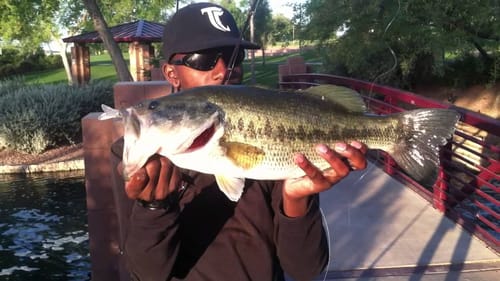 Catching Bass With The River2Sea S-Waver