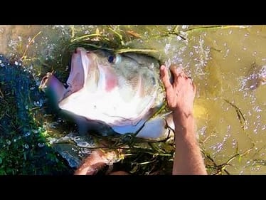 Ive been holding onto this footage for months….(GIANT Bass)