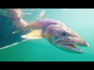 Watch Out For The TEETH! -- MEANEST Fish We've Caught
