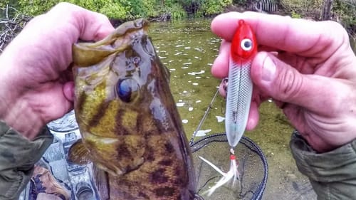 October Topwater Smallmouth