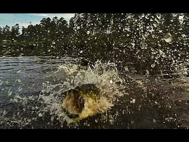 Big Bass Smashes Buzzbait in the Air Beside the Boat - Buzzbait Bass Fishing