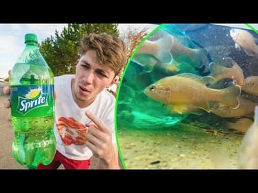 Drainage Ditch Fishing With JUST a Bottle of Sprite