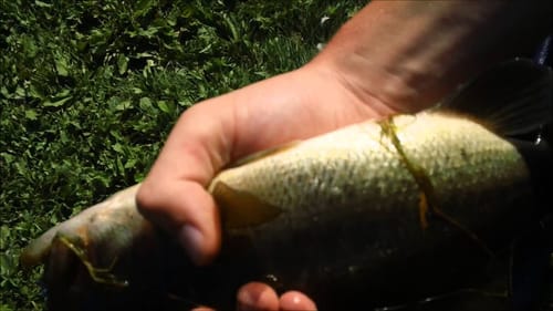 Bass Fishing at Dodges Pond: The Return