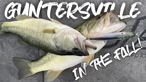 WE WON! TWO AT ONCE!! Bass Tournament on Guntersville In The FALL!