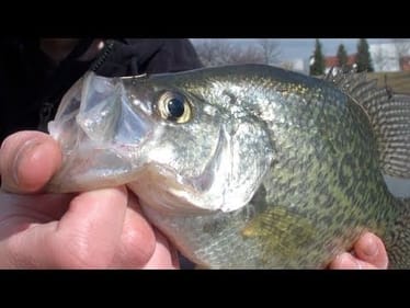 Big Black Crappie! (3/24/11)