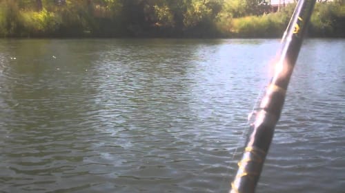 Huge Spotted Bass on Senko